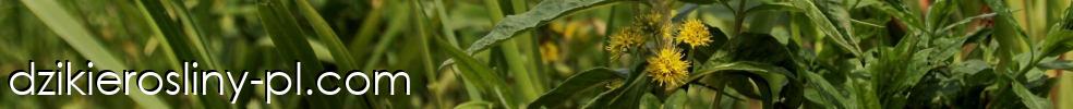Dzikierosliny-pl.com
