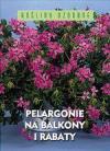 Pelargonie na balkony i rabaty