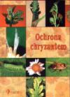 Ochrona chryzantem
